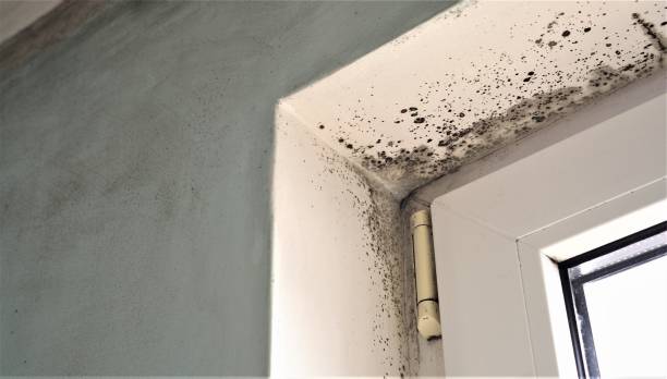Mold Odor Removal Services in Riddle, OR