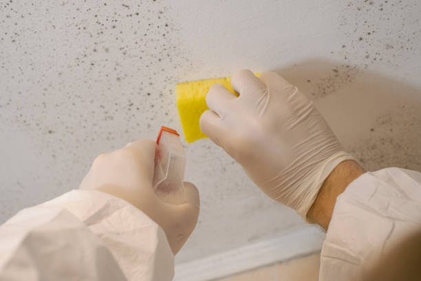 Best Airborne Mold Testing  in Riddle, OR
