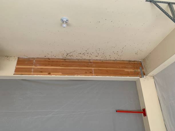 Best Real Estate Mold Inspection  in Riddle, OR